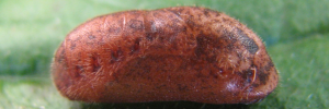 Pupae